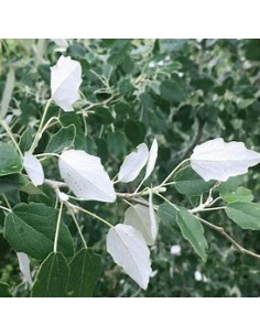 ALAMO BLANCO (POPULUS ALBA)...
