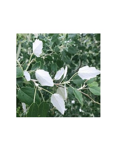 ALAMO BLANCO (POPULUS ALBA) - 1 Arbolito en Venta en Mexico - Vivero por internet