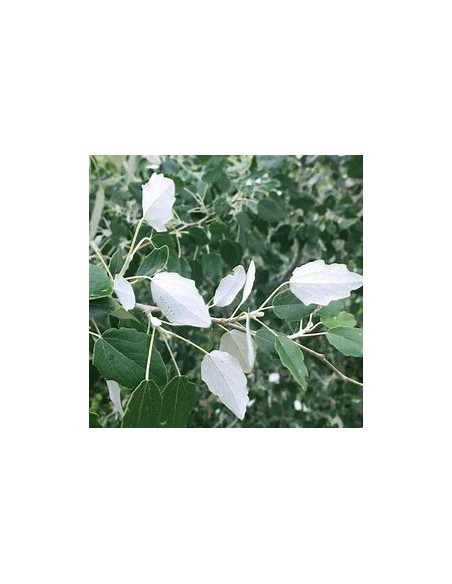 WHITE ALAMO (POPULUS ALBA) - 1 Sapling for Sale in Mexico - Online Nursery