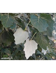 ALAMO BLANCO (POPULUS ALBA)... 2
