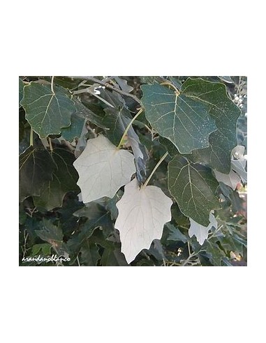 WHITE ALAMO (POPULUS ALBA) - 1 Sapling for Sale...