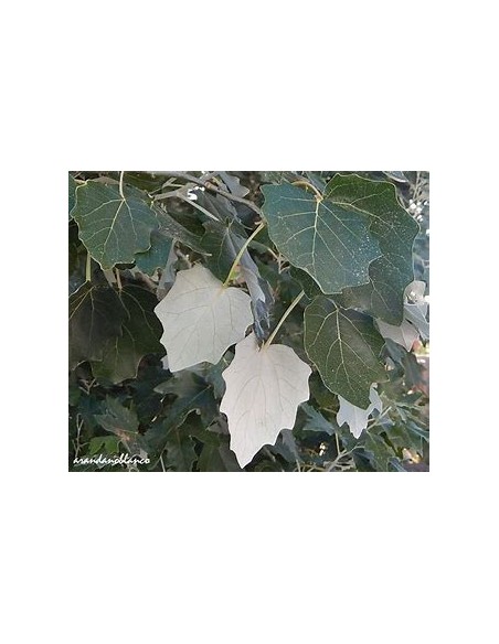WHITE ALAMO (POPULUS ALBA) - 1 Sapling for Sale in Mexico - Online Nursery