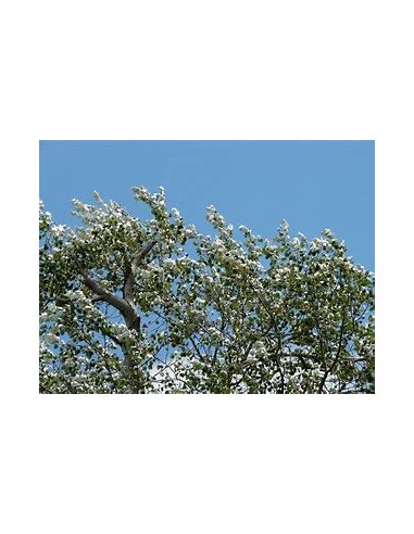 ALAMO BLANCO (POPULUS ALBA) - 1 Arbolito en...