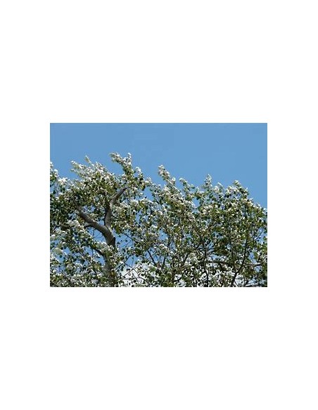 WHITE ALAMO (POPULUS ALBA) - 1 Sapling for Sale in Mexico - Online Nursery