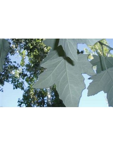 ALAMO BLANCO (POPULUS ALBA) - 1 Arbolito en...