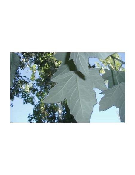 WHITE ALAMO (POPULUS ALBA) - 1 Sapling for Sale in Mexico - Online Nursery