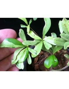 terminalia ivorensis -...