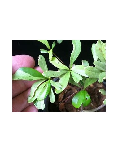 Terminalia ivorensis - variegata - 1 Arbolito en Venta en Mexico - Vivero por internet