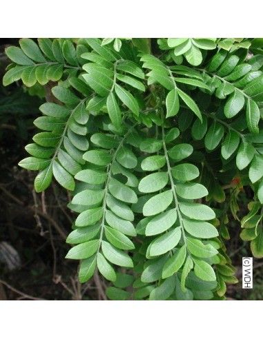 1 Arbolito de Jocote morado ''Ciruela cabeza de loro'' (Spondias purpurea) Ciruela de huesito o hueso. venta aqui