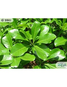 1 Arbol de Terminalia... 2