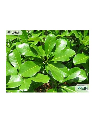 1 Arbol de Terminalia ivorensis regular - 1...