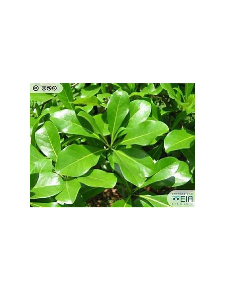 terminalia ivorensis regular - 1 Sapling for Sale in Mexico - Online Nursery