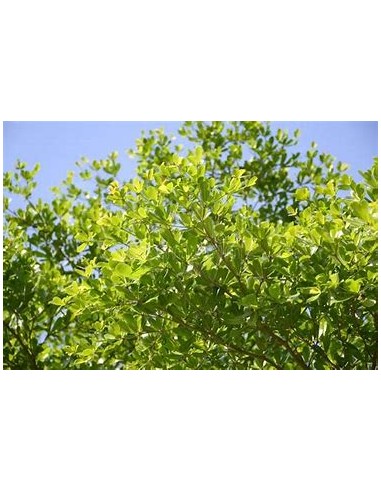 1 Arbol de Terminalia ivorensis regular - 1...