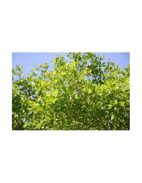 terminalia ivorensis regular - 1 Sapling for Sale in Mexico - Online Nursery