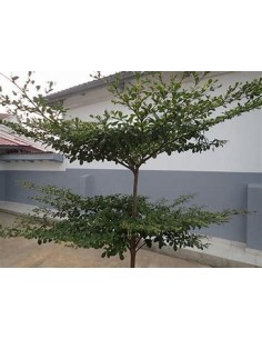 terminalia ivorensis...