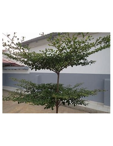 1 Arbol de Terminalia ivorensis regular - 1 Arbolito en Venta en Mexico - Vivero por internet