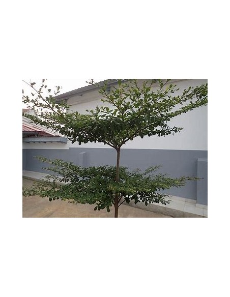 terminalia ivorensis regular - 1 Sapling for Sale in Mexico - Online Nursery
