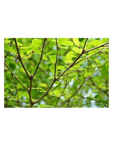 1 Arbol de Terminalia ivorensis regular - 1...