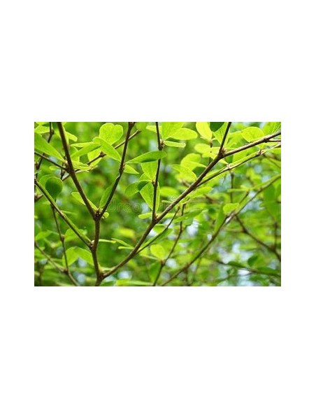 1 Arbol de Terminalia ivorensis regular - 1 Arbolito en Venta en Mexico - Vivero por internet