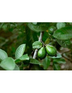 guayaba aguacate - psidium...