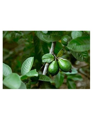 guayaba aguacate - psidium guajava - 1 Arbolito en Venta en Mexico - Vivero por internet