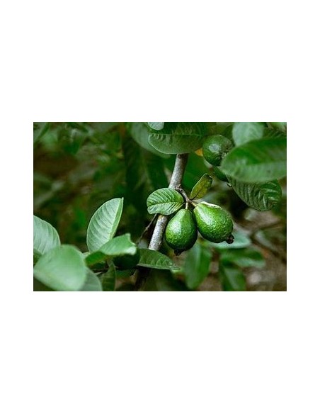 guayaba aguacate - psidium guajava - 1 Arbolito en Venta en Mexico - Vivero por internet