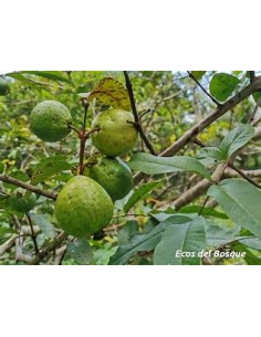 guava avocado - psidium... 2