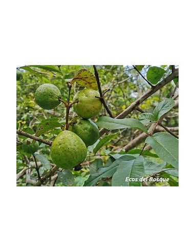 guayaba aguacate - psidium guajava - 1 Arbolito...