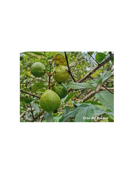 guayaba aguacate - psidium guajava - 1 Arbolito en Venta en Mexico - Vivero por internet