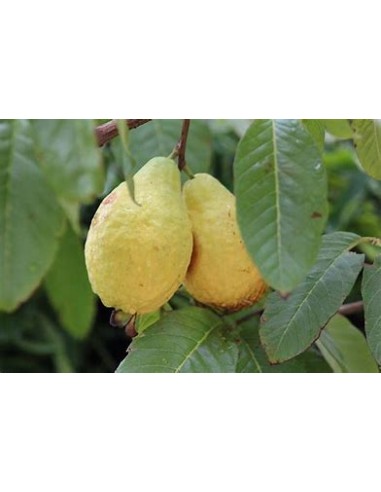 guayaba aguacate - psidium guajava - 1 Arbolito...