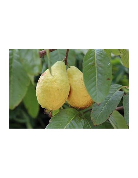 guayaba aguacate - psidium guajava - 1 Arbolito en Venta en Mexico - Vivero por internet