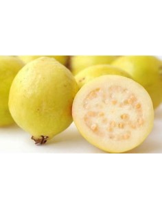 guayaba del peru - fruto...