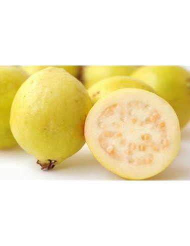 guayaba del peru - fruto amarillo - 1 Arbolito en Venta en Mexico - Vivero por internet