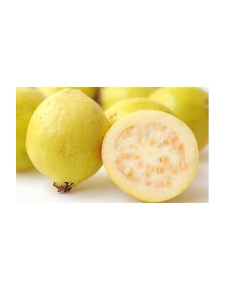 guayaba del peru - fruto amarillo - 1 Arbolito en Venta en Mexico - Vivero por internet