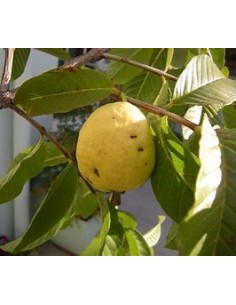 guava from peru - yellow... 2