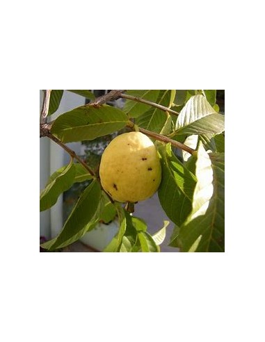 guayaba del peru - fruto amarillo - 1 Arbolito...