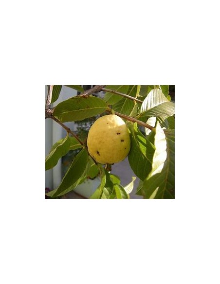 guayaba del peru - fruto amarillo - 1 Arbolito en Venta en Mexico - Vivero por internet