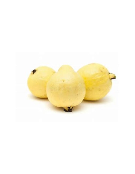 guayaba del peru - fruto amarillo - 1 Arbolito en Venta en Mexico - Vivero por internet