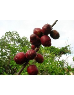 1 Purple Mombin fruit (Spondias purpurea) live plant for sale - Hog plum rare
