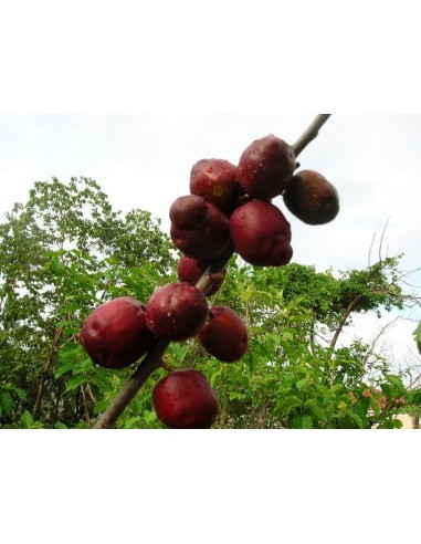 1 Purple Mombin fruit (Spondias purpurea) live plant for sale - Hog plum rare