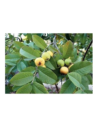 guayaba del peru - fruto amarillo - 1 Arbolito...