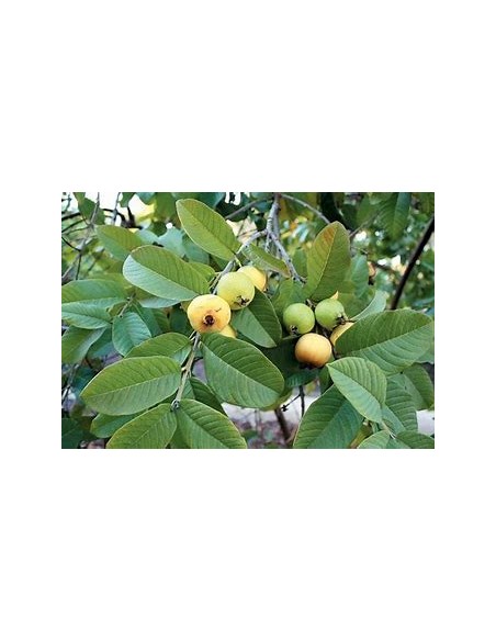 guayaba del peru - fruto amarillo - 1 Arbolito en Venta en Mexico - Vivero por internet