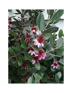 feijoa - (Acca sellowiana)...