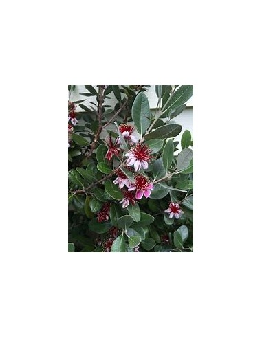 feijoa - (Acca sellowiana) - 1 Sapling for Sale in Mexico - Online Nursery