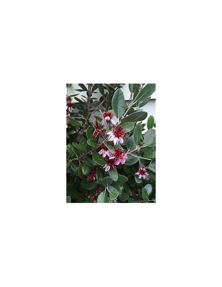 feijoa - (Acca sellowiana) - 1 Arbolito en Venta en Mexico - Vivero por internet