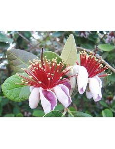 feijoa - (Acca sellowiana)... 2