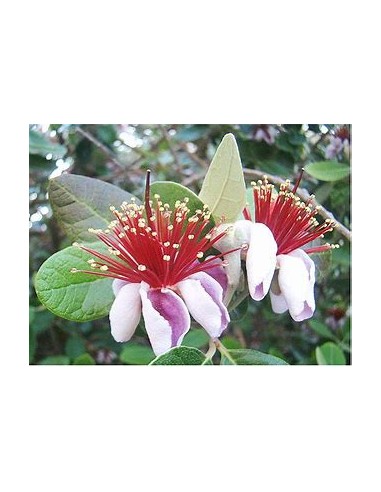feijoa - (Acca sellowiana) - 1 Arbolito en...
