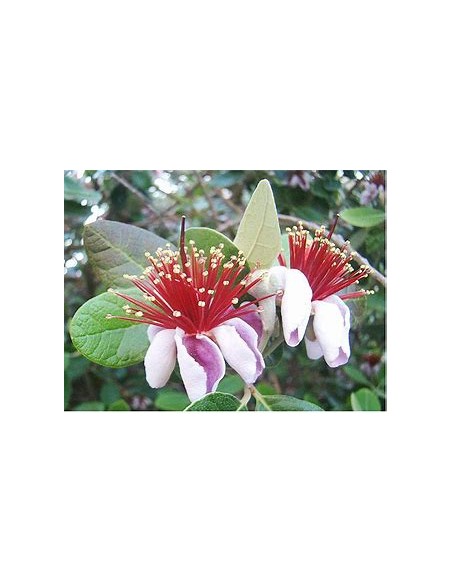 feijoa - (Acca sellowiana) - 1 Arbolito en Venta en Mexico - Vivero por internet