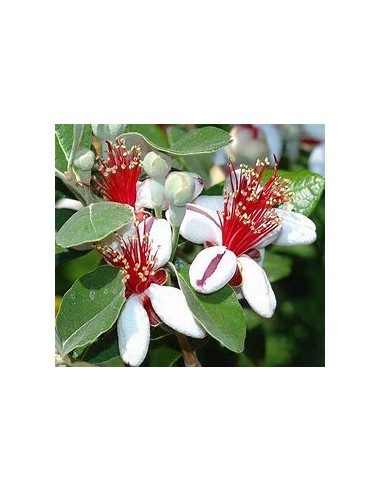 feijoa - (Acca sellowiana) - 1 Arbolito en...