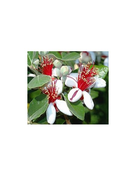 feijoa - (Acca sellowiana) - 1 Arbolito en Venta en Mexico - Vivero por internet